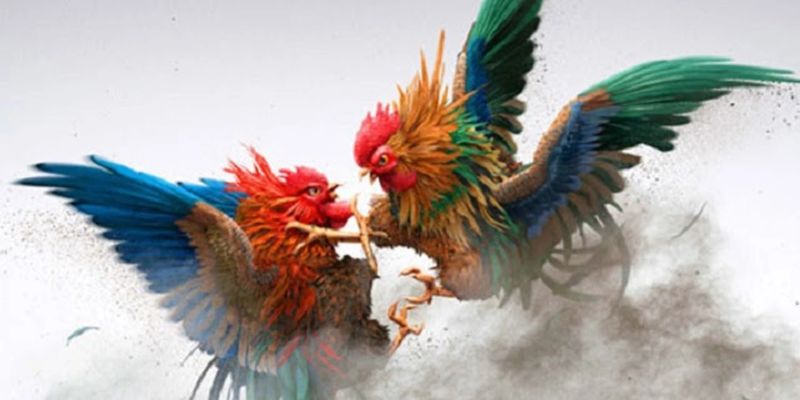 Bí quyết chơi đá gà