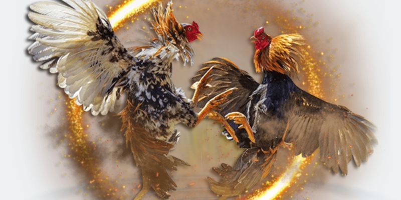 Gà đá trực tiếp C1